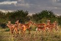 051 Masai Mara